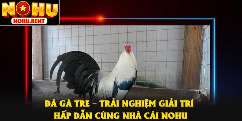 Đá Gà Tre – Trải Nghiệm Giải Trí Hấp Dẫn Cùng Nhà Cái NOHU