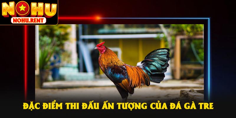 Đặc điểm thi đấu ấn tượng của đá gà tre