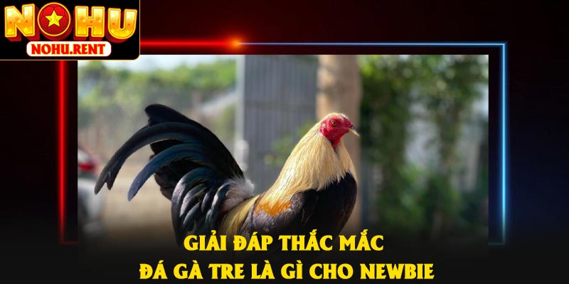 Giải đáp thắc mắc đá gà tre là gì cho newbie