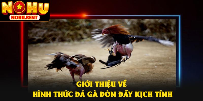 Giới thiệu về hình thức đá gà đòn đầy kịch tính