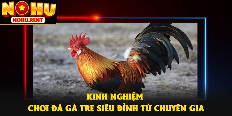 Kinh nghiệm chơi đá gà tre siêu đỉnh từ chuyên gia