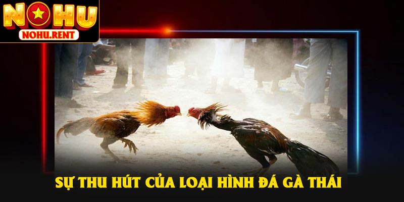 Sự thu hút của loại hình đá gà Thái