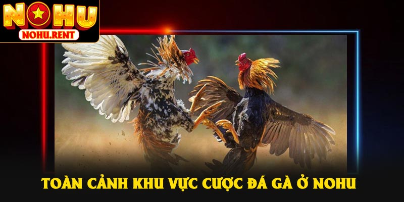 Toàn cảnh khu vực cược đá gà ở NOHU