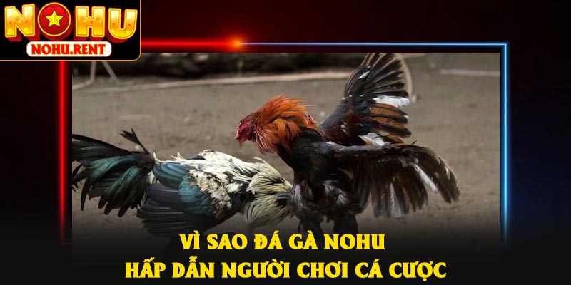 Vì sao đá gà NOHU hấp dẫn người chơi cá cược